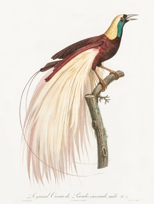 Les oiseaux de paradis de Jacques Barraband {1806} | Tirages d'art 20" x 30"