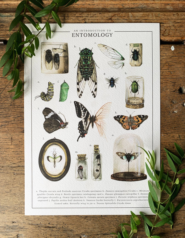 Introduction à l’entomologie Aquarelle Art Print {A4}