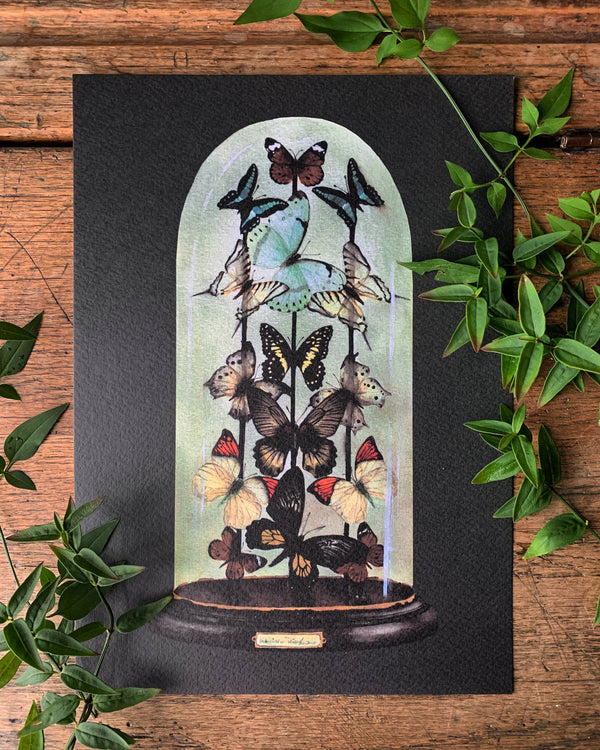 Antique Butterfly Dome Watercolour Art Print {A4}