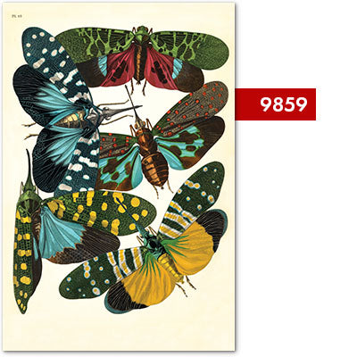 Tirages d’art de la série de regroupements d’entomologie {20x30}