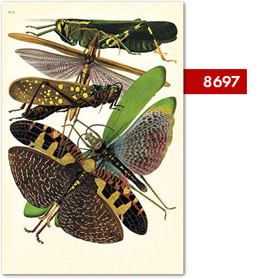 Tirages d’art de la série de regroupements d’entomologie {20x30}