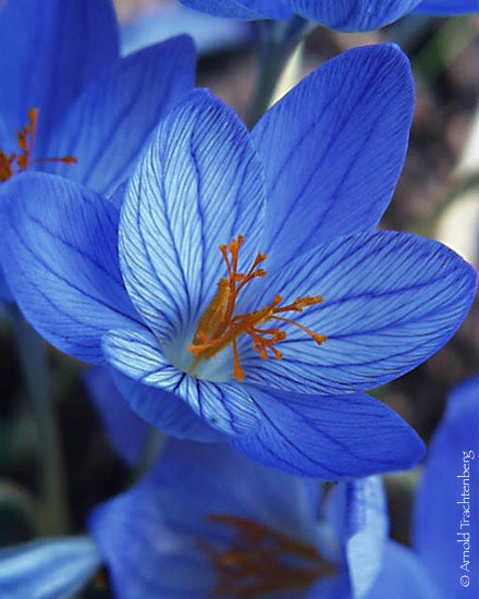 Blue Saffron Flower Brooch Pin