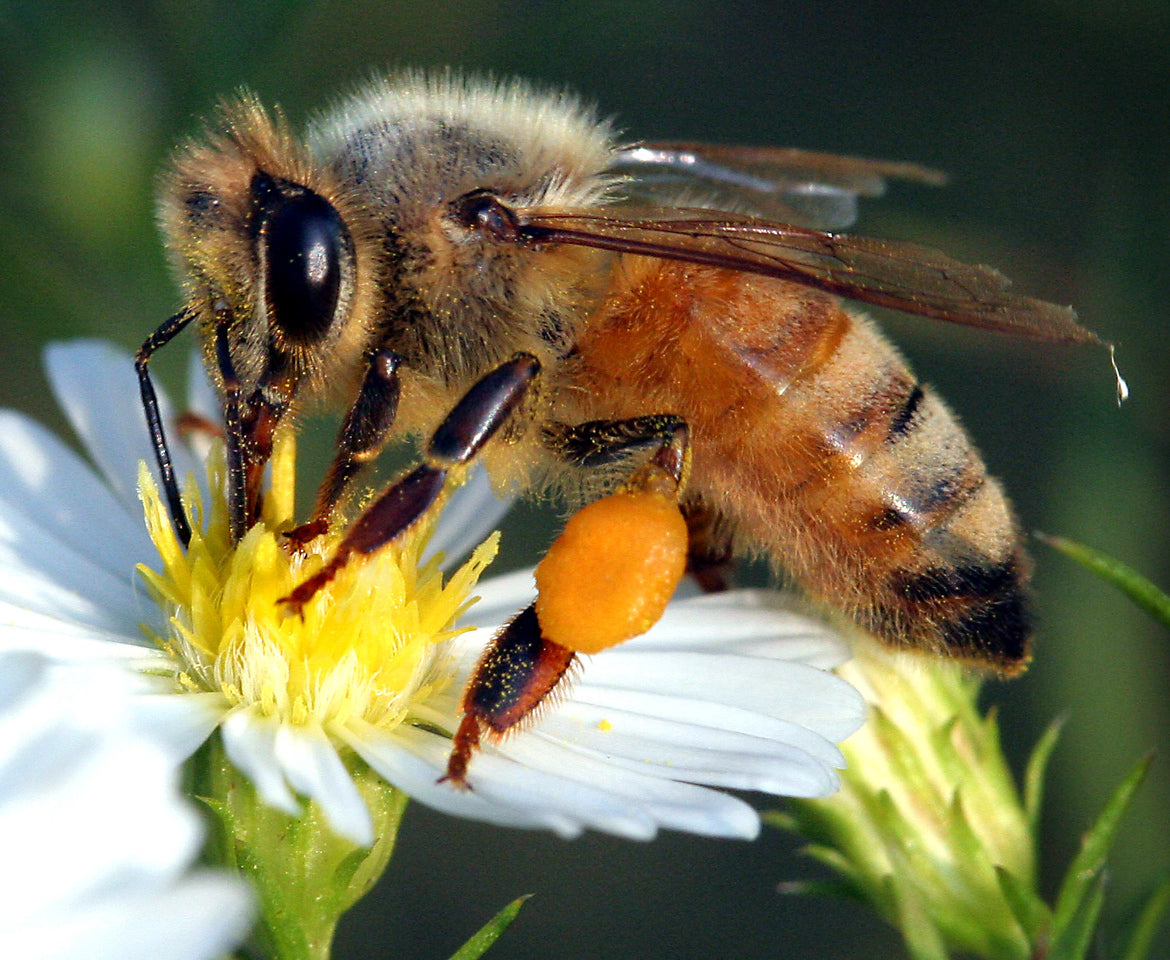Broche abeille à miel