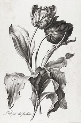Floral Illustrations | Pierre Francois Legrand {1799-1801} | 13" x 20" Art Prints
