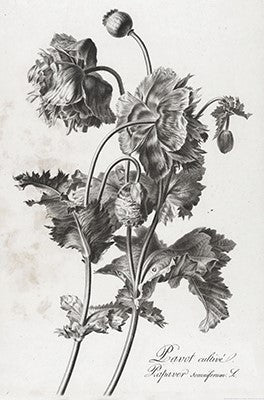 Illustrations florales | Pierre François Legrand {1799-1801} | Tirages d'art 13