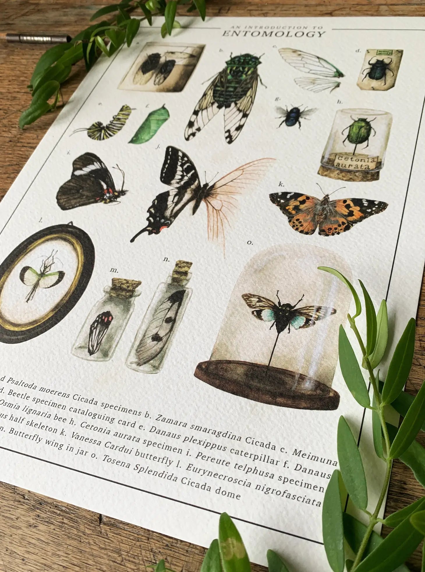 Introduction to Entomology Watercolour Art Print {A4}