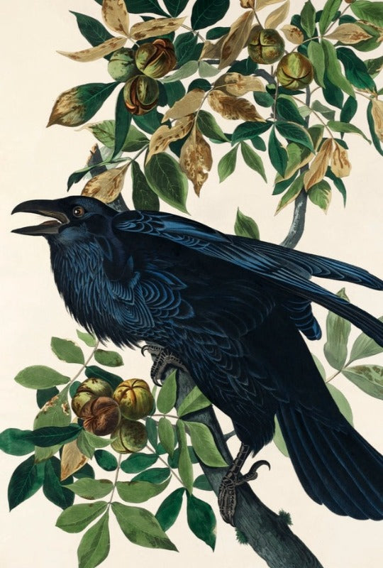 Tirages d’art Oiseaux d’Amérique {1827-1838} | John James Audubon {différentes tailles}