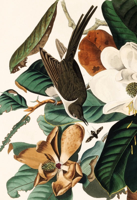 Birds of America Art Prints {1827-1838} | John James Audubon {Various