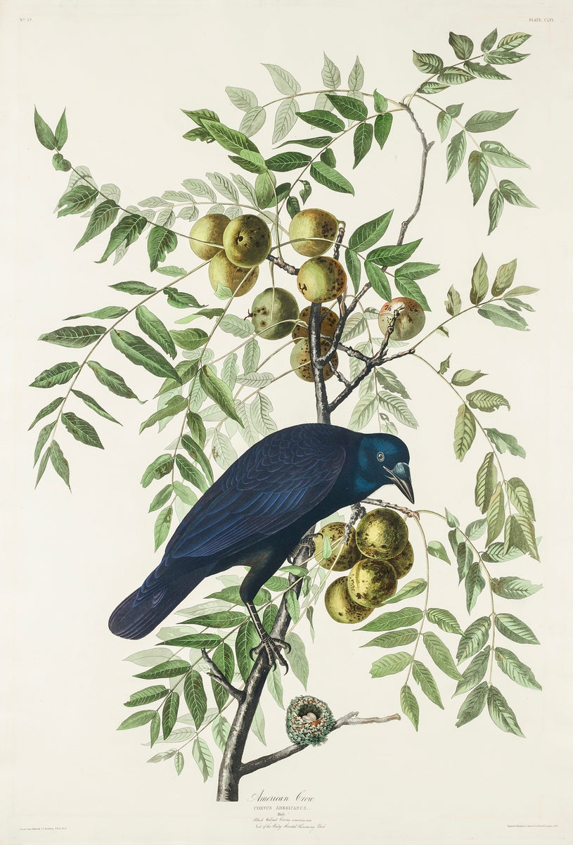Tirages d’art Oiseaux d’Amérique {1827-1838} | John James Audubon {différentes tailles}
