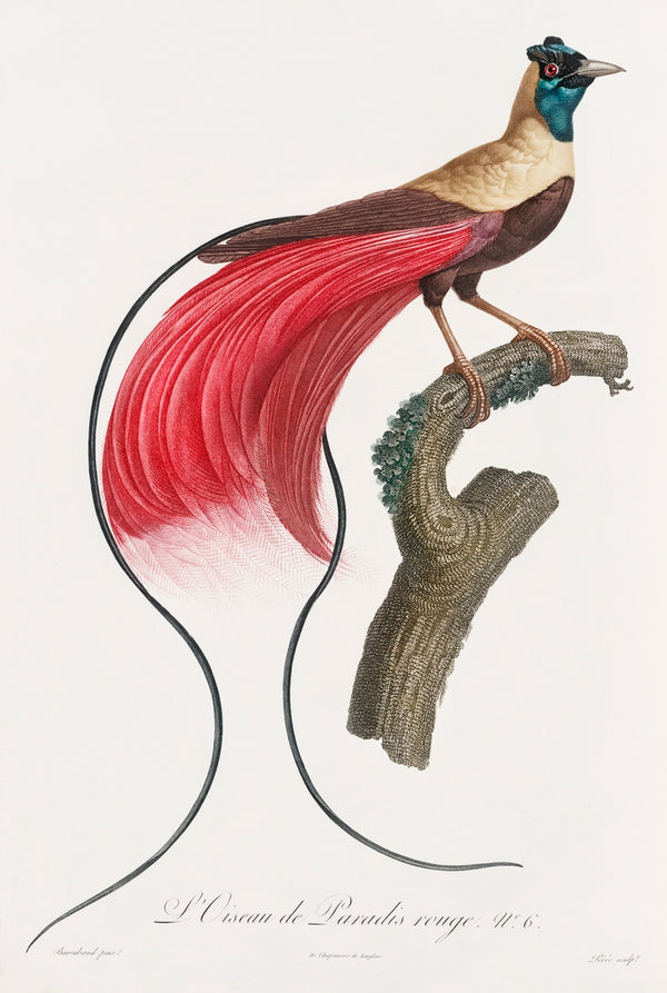 Jacques Barraband’s Birds of Paradise {1806} | 20” x 30” Art Prints