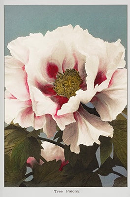 Série d’impressions d’art photographique de fleurs japonaises {1896} | 20