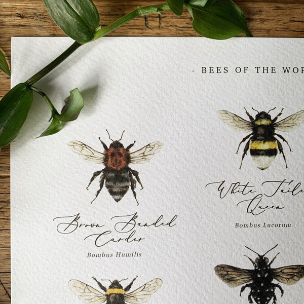 Bees of the World Watercolour Art Print