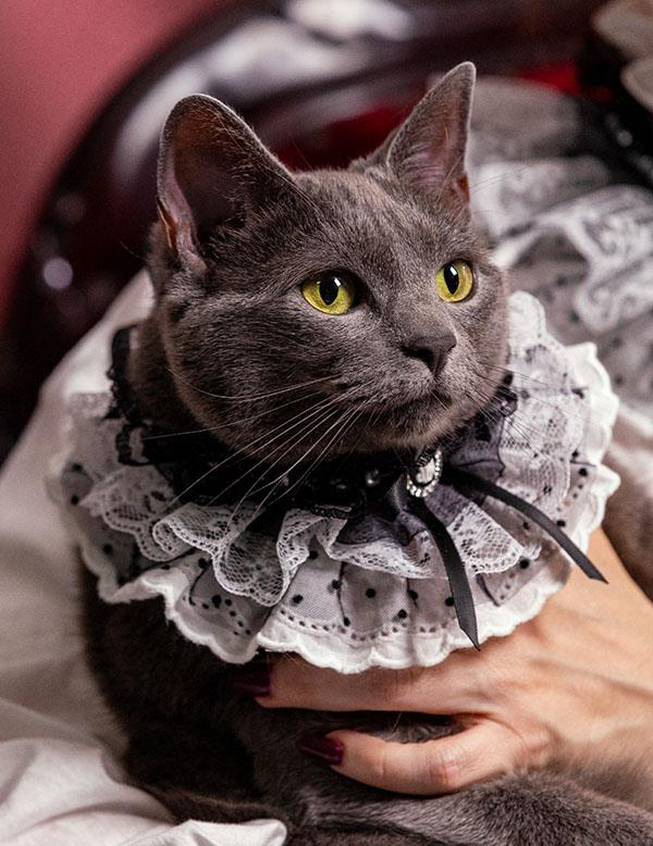 Gothic Victorian Pet Collar