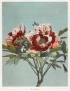 Japanese Flower Photographic Art Print Series {1896} | 20” x 30”
