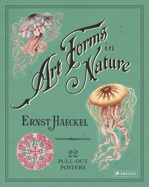 Art Forms in Nature | The Art of Ernst Haeckel
