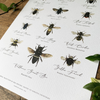 Bees of the World Watercolour Art Print