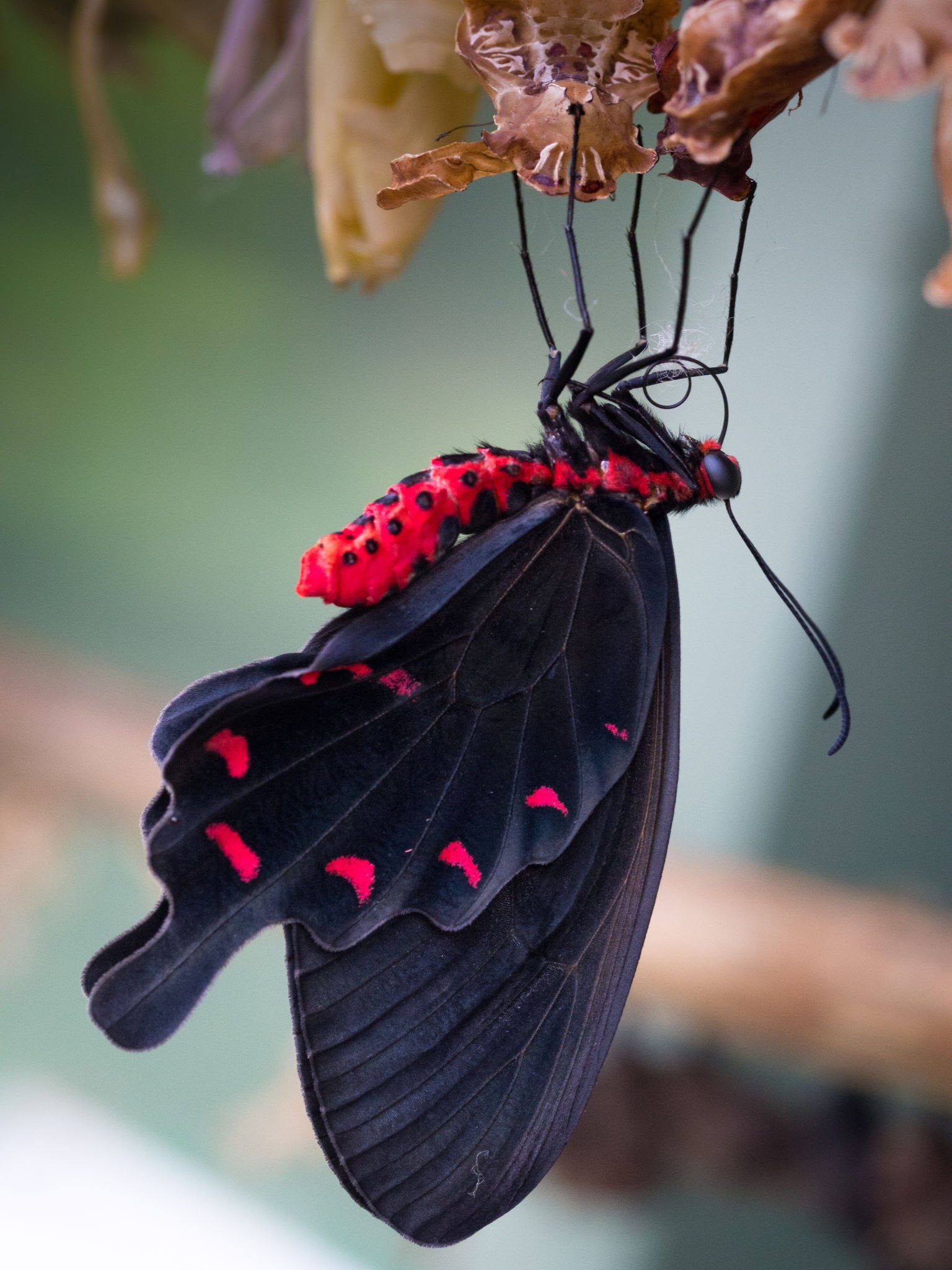 Black Ballerina Butterfly Brooch Pin