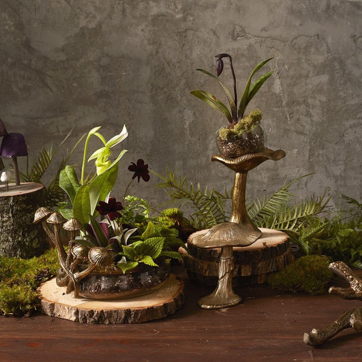 Lichen Collection {multiple styles}
