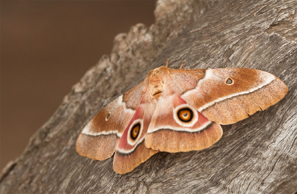 Emperor Mopane Moth Brooch Pin